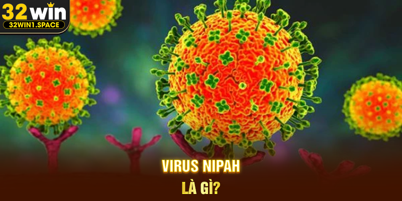 Virus Nipah Là Gì?